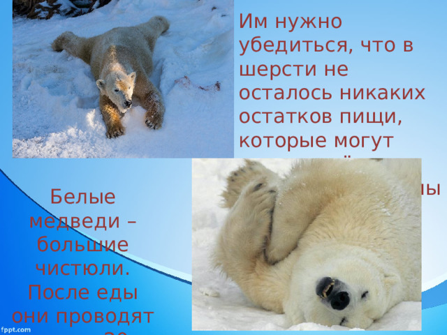 Им нужно убедиться, что в шерсти не осталось никаких остатков пищи, которые могут снизить её теплоизоляционные свойства Белые медведи – большие чистюли. После еды они проводят около 20 минут, вычищая себя. 