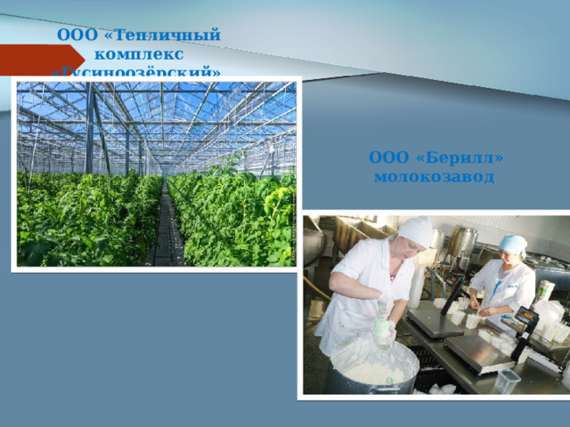 ООО «Тепличный комплекс «Гусиноозёрский» ООО «Берилл» молокозавод 