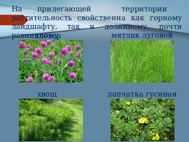На прилегающей территории растительность свойственна как горному ландшафту, так и долинному, почти равнинному. мятлик луговой    клевер хвощ лапчатка гусиная 