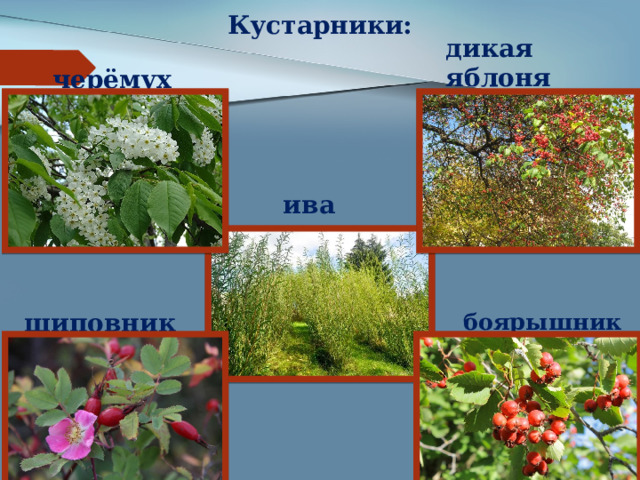 Кустарники: дикая яблоня черёмуха ива шиповник боярышник 