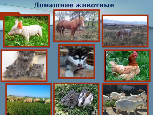 Домашние животные 