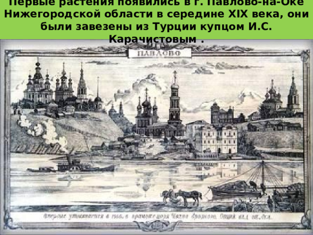 Первые растения появились в г. Павлово-на-Оке Нижегородской области в середине XIX века, они были завезены из Турции купцом И.С. Карачистовым . 