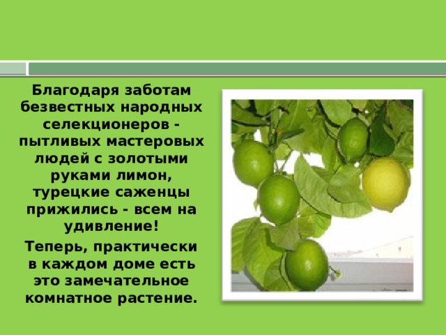 Благодаря заботам безвестных народных селекционеров - пытливых мастеровых людей с золотыми руками лимон, турецкие саженцы прижились - всем на удивление! Теперь, практически в каждом доме есть это замечательное комнатное растение.  