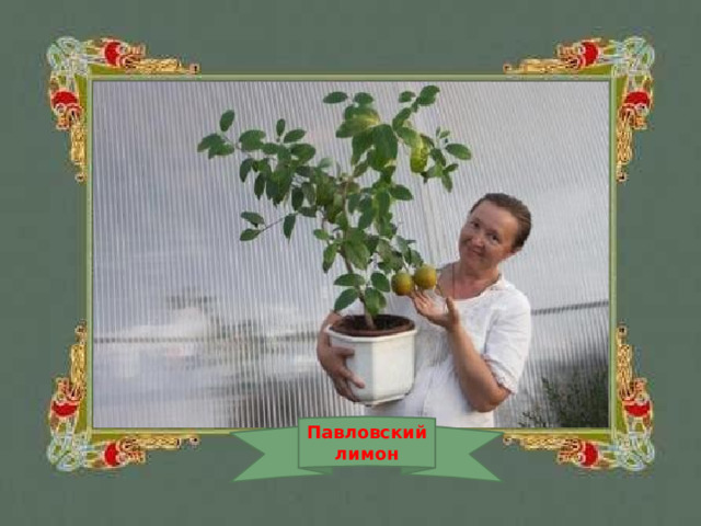 Павловский лимон 
