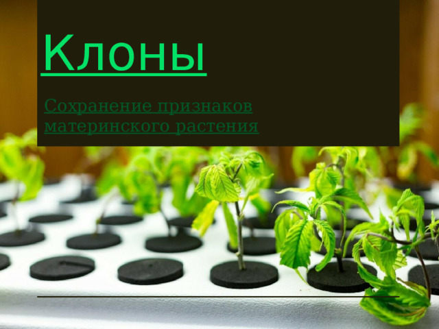 Клоны Сохранение признаков материнского растения 