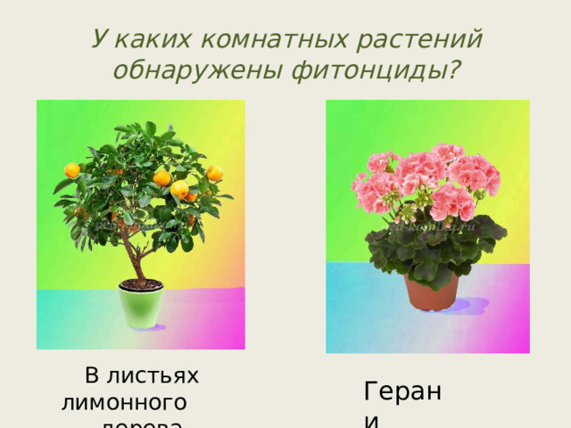 У каких комнатных растений обнаружены фитонциды? В листьях лимонного дерева Герани 