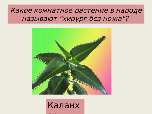 Какое комнатное растение в народе называют 