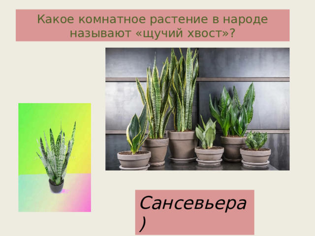 Какое комнатное растение в народе называют «щучий хвост»? Сансевьера) 