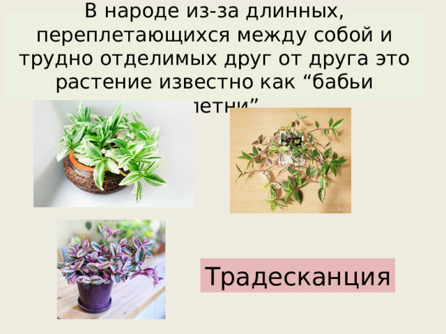 В народе из-за длинных, переплетающихся между собой и трудно отделимых друг от друга это растение известно как “бабьи сплетни”. Традесканция 