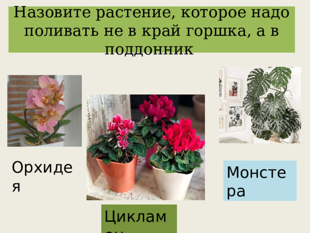Назовите растение, которое надо поливать не в край горшка, а в поддонник Орхидея Монстера Цикламен 