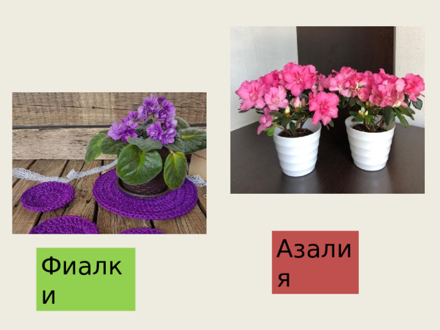 Азалия Фиалки 