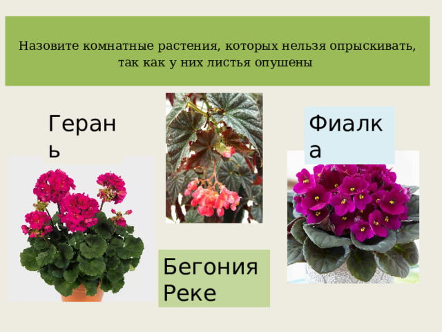  Назовите комнатные растения, которых нельзя опрыскивать, так как у них листья опушены   Герань Фиалка Бегония Реке 