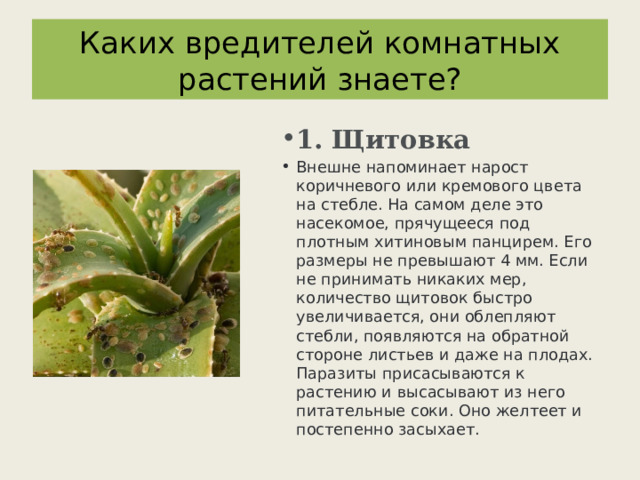 Каких вредителей комнатных растений знаете? 1. Щитовка Внешне напоминает нарост коричневого или кремового цвета на стебле. На самом деле это насекомое, прячущееся под плотным хитиновым панцирем. Его размеры не превышают 4 мм. Если не принимать никаких мер, количество щитовок быстро увеличивается, они облепляют стебли, появляются на обратной стороне листьев и даже на плодах. Паразиты присасываются к растению и высасывают из него питательные соки. Оно желтеет и постепенно засыхает. 