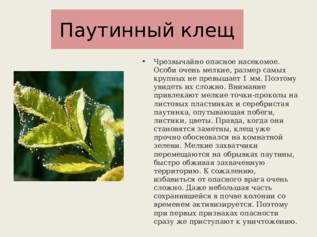 Паутинный клещ Чрезвычайно опасное насекомое. Особи очень мелкие, размер самых крупных не превышает 1 мм. Поэтому увидеть их сложно. Внимание привлекают мелкие точки-проколы на листовых пластинках и серебристая паутинка, опутывающая побеги, листики, цветы. Правда, когда они становятся заметны, клещ уже прочно обосновался на комнатной зелени. Мелкие захватчики перемещаются на обрывках паутины, быстро обживая захваченную территорию. К сожалению, избавиться от опасного врага очень сложно. Даже небольшая часть сохранившейся в почве колонии со временем активизируется. Поэтому при первых признаках опасности сразу же приступают к уничтожению. 