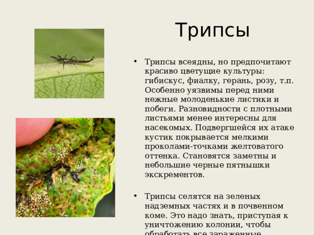 Трипсы Трипсы всеядны, но предпочитают красиво цветущие культуры: гибискус, фиалку, герань, розу, т.п. Особенно уязвимы перед ними нежные молоденькие листики и побеги. Разновидности с плотными листьями менее интересны для насекомых. Подвергшейся их атаке кустик покрывается мелкими проколами-точками желтоватого оттенка. Становятся заметны и небольшие черные пятнышки экскрементов. Трипсы селятся на зеленых надземных частях и в почвенном коме. Это надо знать, приступая к уничтожению колонии, чтобы обработать все зараженные участки. 