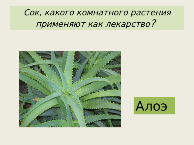 Сок, какого комнатного растения применяют как лекарство ?  Алоэ 