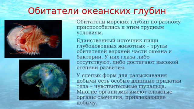 Обитатели  океанских глубин Обитатели морских глубин по-разному приспособились к этим трудным условиям. Единственный источник пищи глубоководных животных – трупы обитателей верхней части океана и бактерии. У них глаза либо отсутствуют, либо достигают высокой степени развития. У слепых форм для разыскивания добычи есть особые длинные придатки тела – чувствительные щупальца. Многие организмы имеют сложные органы свечения, привлекающие добычу. 
