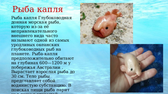 Рыба капля Рыба капля Глубоководная донная морская рыба, которую из-за её непривлекательного внешнего вида часто называют одной из самых уродливых океанских глубоководных рыб на планете. Рыба-капля предположительно обитают на глубинах 600—1200 м у побережья Австралии . Вырастает взрослая рыба до 30 см. Тело рыбы представляет собой водянистую субстанцию. В поисках пищи рыба парит над дном с открытой пастью, в которую набивается корм, или неподвижно лежит на грунте 