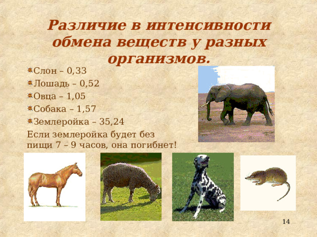 Различие в интенсивности обмена веществ у разных организмов. Слон – 0,33 Лошадь – 0,52 Овца – 1,05 Собака – 1,57 Землеройка – 35,24 Если землеройка будет без пищи 7 – 9 часов, она погибнет!  