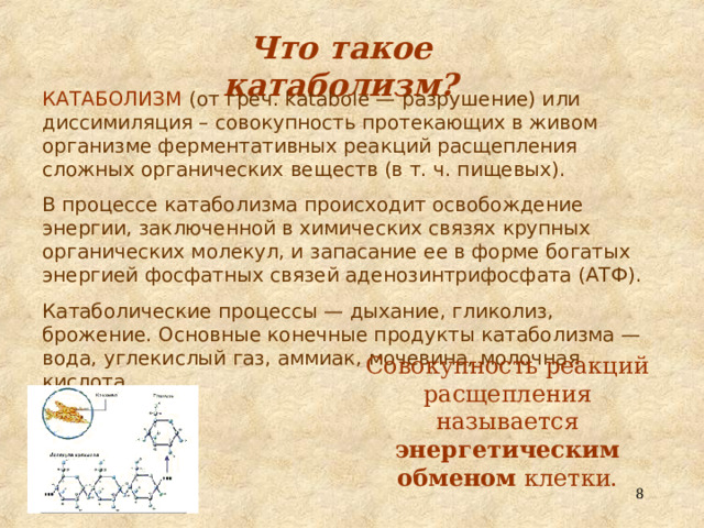 Что такое катаболизм? КАТАБОЛИЗМ  (от греч. katabole —  разрушение) или диссимиляция – совокупность протекающих в живом организме ферментативных реакций расщепления сложных органических веществ (в т. ч. пищевых). В процессе катаболизма происходит освобождение энергии, заключенной в химических связях крупных органических молекул, и запасание ее в форме богатых энергией фосфатных связей аденозинтрифосфата (АТФ). Катаболические процессы — дыхание, гликолиз, брожение. Основные конечные продукты катаболизма — вода, углекислый газ, аммиак , мочевина, молочная кислота. Совокупность реакций расщепления называется энергетическим обменом клетки.  