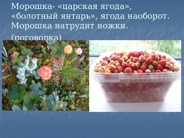 Морошка- «царская ягода», «болотный янтарь», ягода наоборот.  Морошка натрудит ножки.(поговорка)  