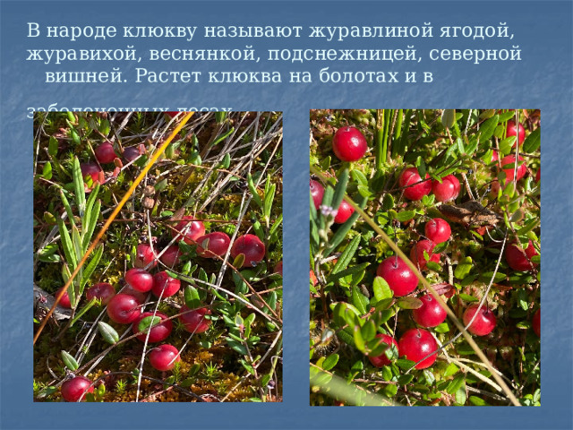  В народе клюкву называют журавлиной ягодой, журавихой, веснянкой, подснежницей, северной вишней. Растет клюква на болотах и в заболоченных лесах.  