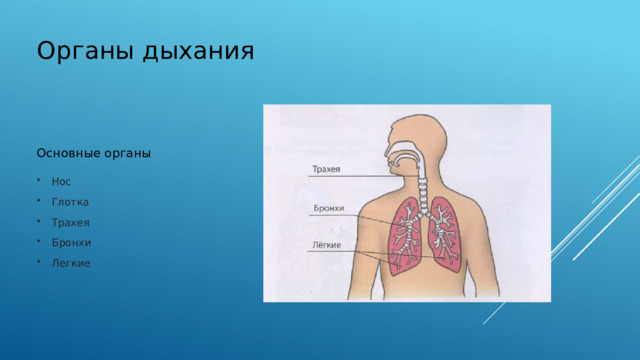  Органы дыхания Основные органы Нос Глотка Трахея Бронхи Легкие 