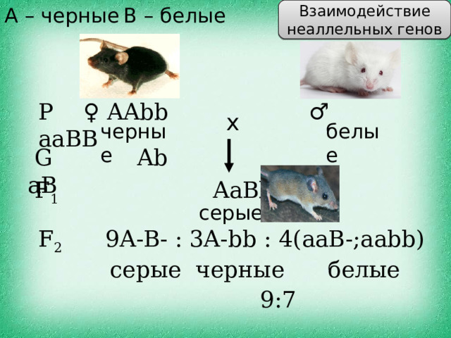 A – черные В – белые Взаимодействие неаллельных генов P  ♀  AAbb     ♂ aaBB x белые черные  G  Ab      aB F 1     AaBb серые  F 2   9A - B -  : 3A - bb : 4( aaB -; aabb )  серые черные белые  9 :7