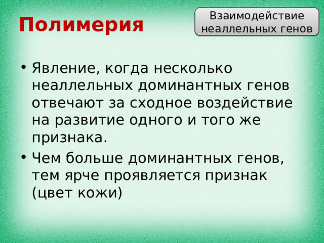 Взаимодействие неаллельных генов Полимерия