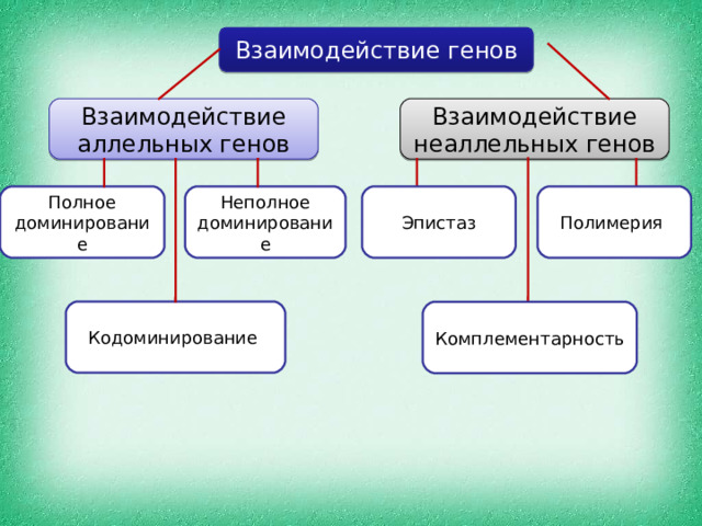 Взаимодействие генов Взаимодействие неаллельных генов Взаимодействие аллельных генов Неполное доминирование Полное доминирование Полимерия Эпистаз Кодоминирование Комплементарность