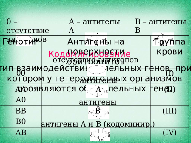 В – антигены B А – антигены A 0 – отсутствие антигенов Генотип Антигены на поверхности эритроцитов 00 АА А0 Группа крови (I) ВВ В0 АВ (II) (III) (IV) Кодоминирование отсутствие антигенов тип взаимодействия аллельных генов, при котором у гетерозиготных организмов проявляются оба аллельных гена. антигены A антигены B антигены A и B (кодоминир.)