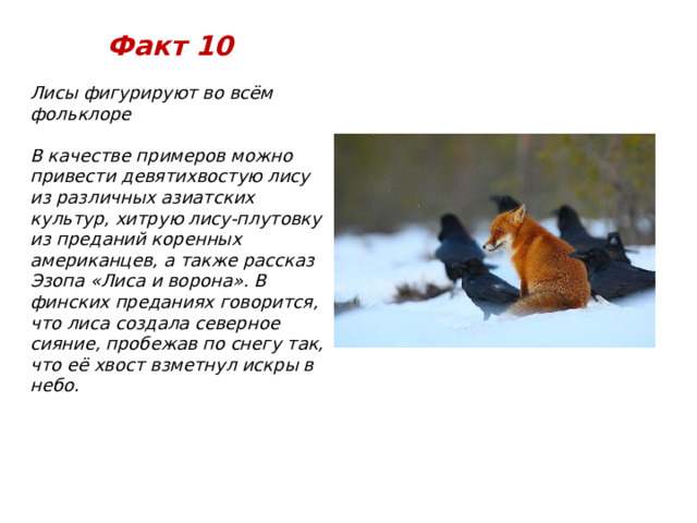 Факт 10 Лисы фигурируют во всём фольклоре  В качестве примеров можно привести девятихвостую лису из различных азиатских культур, хитрую лису-плутовку из преданий коренных американцев, а также рассказ Эзопа «Лиса и ворона». В финских преданиях говорится, что лиса создала северное сияние, пробежав по снегу так, что её хвост взметнул искры в небо. 