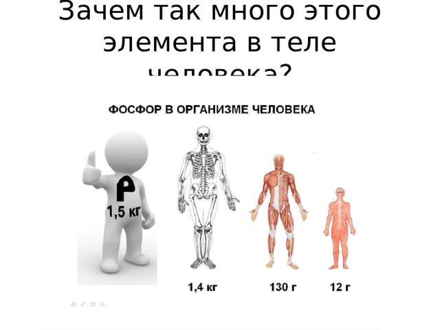 Зачем так много этого элемента в теле человека? 