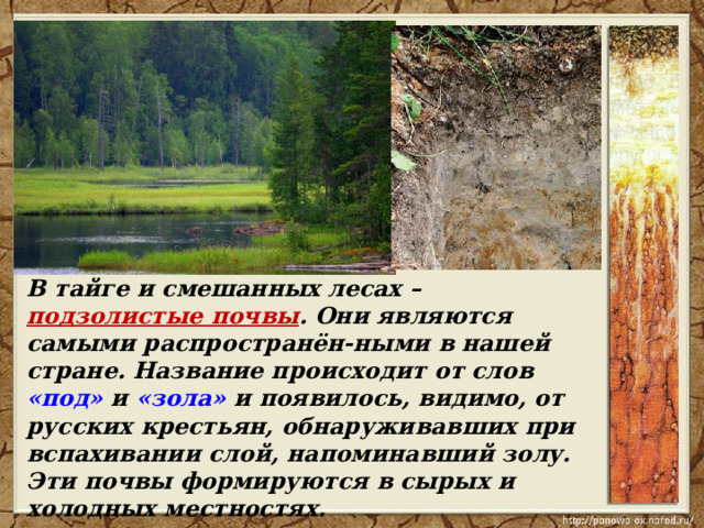  В тайге и смешанных лесах – подзолистые почвы . Они являются самыми распространён-ными в нашей стране. Название происходит от слов «под» и «зола» и появилось, видимо, от русских крестьян, обнаруживавших при вспахивании слой, напоминавший золу. Эти почвы формируются в сырых и холодных местностях. 