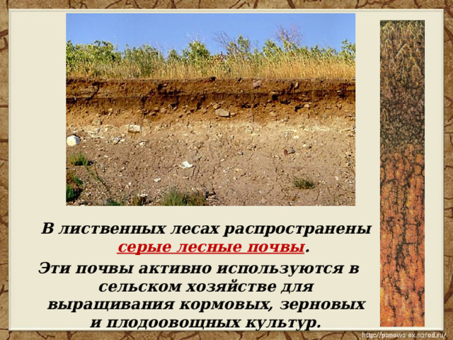  В лиственных лесах распространены серые лесные почвы . Эти почвы активно используются в сельском хозяйстве для выращивания кормовых, зерновых и плодоовощных культур. 