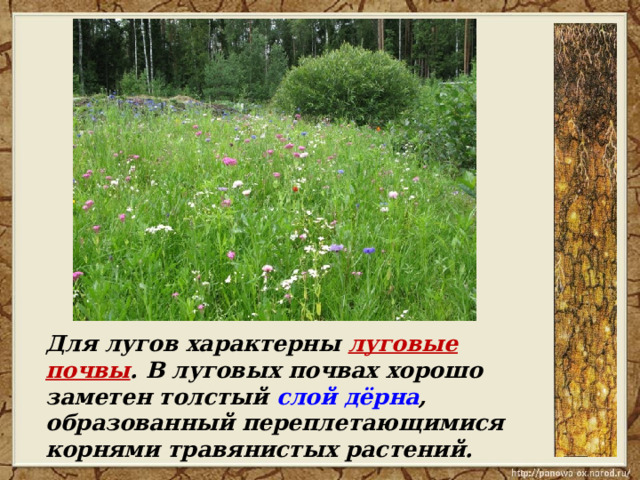  Для лугов характерны луговые почвы . В луговых почвах хорошо заметен толстый слой дёрна , образованный переплетающимися корнями травянистых растений. 