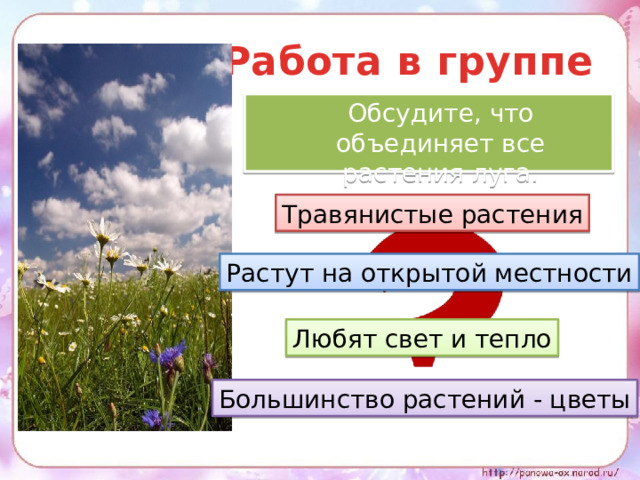  Работа в группе  Обсудите, что объединяет все растения луга. Травянистые растения Растут на открытой местности Любят свет и тепло Большинство растений - цветы 