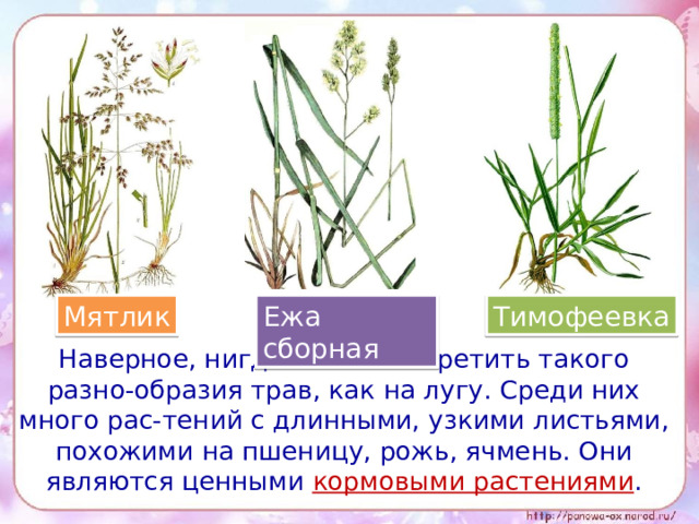 Мятлик Тимофеевка Ежа сборная  Наверное, нигде нельзя встретить такого разно-образия трав, как на лугу. Среди них много рас-тений с длинными, узкими листьями, похожими на пшеницу, рожь, ячмень. Они являются ценными кормовыми растениями . 