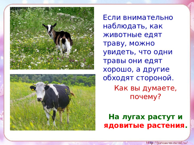  Если внимательно наблюдать, как животные едят траву, можно увидеть, что одни травы они едят хорошо, а другие обходят стороной.  Как вы думаете, почему?  На лугах растут и ядовитые растения . 
