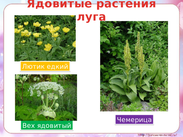 Ядовитые растения луга Лютик едкий Чемерица Вех ядовитый 