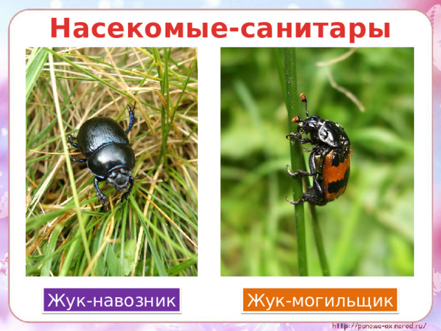 Насекомые-санитары Жук-навозник Жук-могильщик 