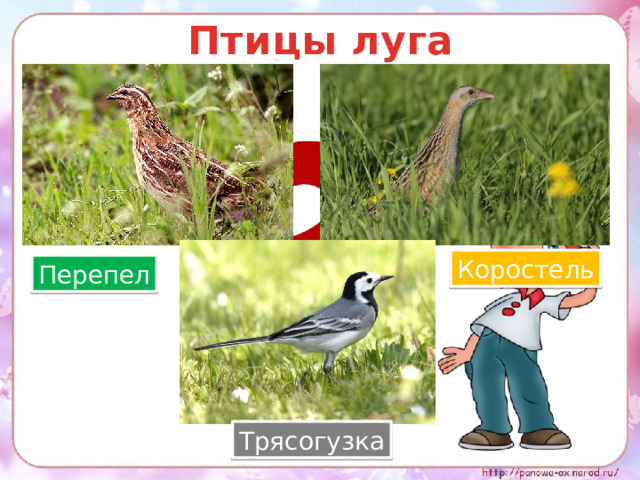 Птицы луга Коростель Перепел Трясогузка 