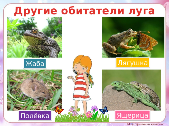Другие обитатели луга Лягушка Жаба Ящерица Полёвка 