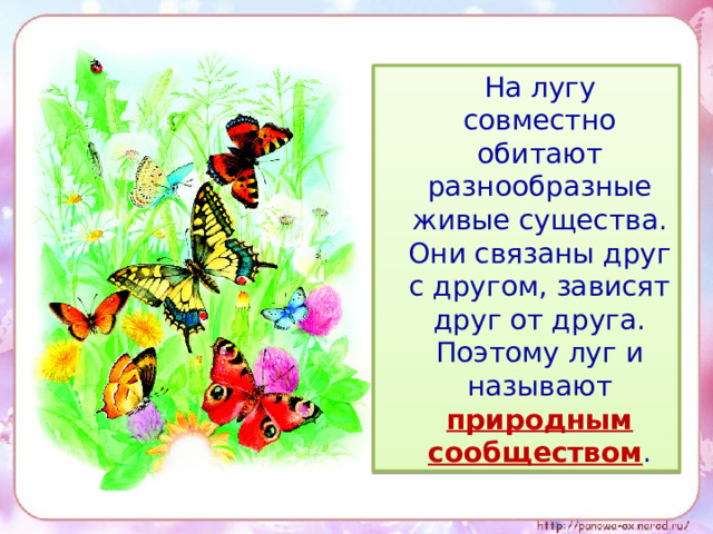  На лугу совместно обитают разнообразные живые существа. Они связаны друг с другом, зависят друг от друга. Поэтому луг и называют природным сообществом . 