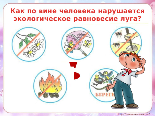 Как по вине человека нарушается экологическое равновесие луга? 