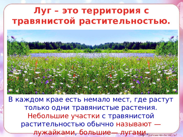 Луг – это территория с травянистой растительностью.  В каждом крае есть немало мест, где растут только одни травянистые растения. Небольшие участки с травянистой растительностью обычно называют — лужайками , большие— лугами . 