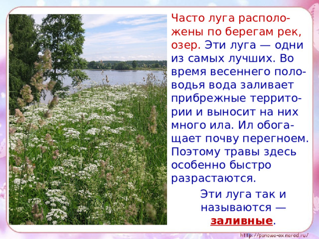  Часто луга располо-жены по берегам рек, озер. Эти луга — одни из самых лучших. Во время весеннего поло-водья вода заливает прибрежные террито-рии и выносит на них много ила. Ил обога-щает почву перегноем. Поэтому травы здесь особенно быстро разрастаются.  Эти луга так и называются — заливные . 