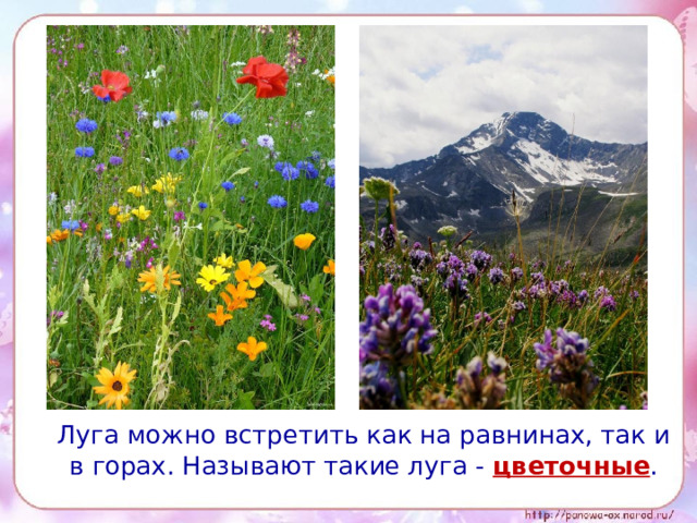  Луга можно встретить как на равнинах, так и в горах. Называют такие луга - цветочные . 