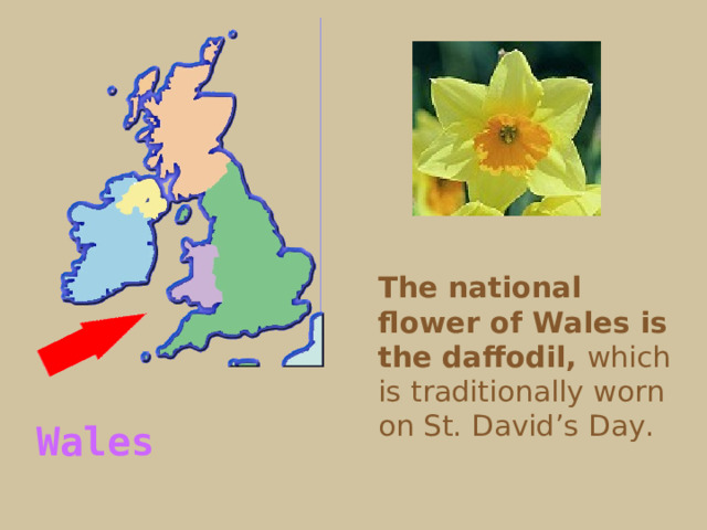 The national flower of Wales is the daffodil, which is traditionally worn on St. David’s Day. Wales  