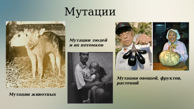 Мутации Мутации людей и их потомков Мутации овощей, фруктов, растений Мутации животных 